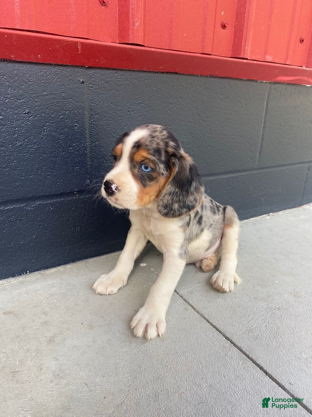 Beaglier dogs for sale: Alec - Image 6
