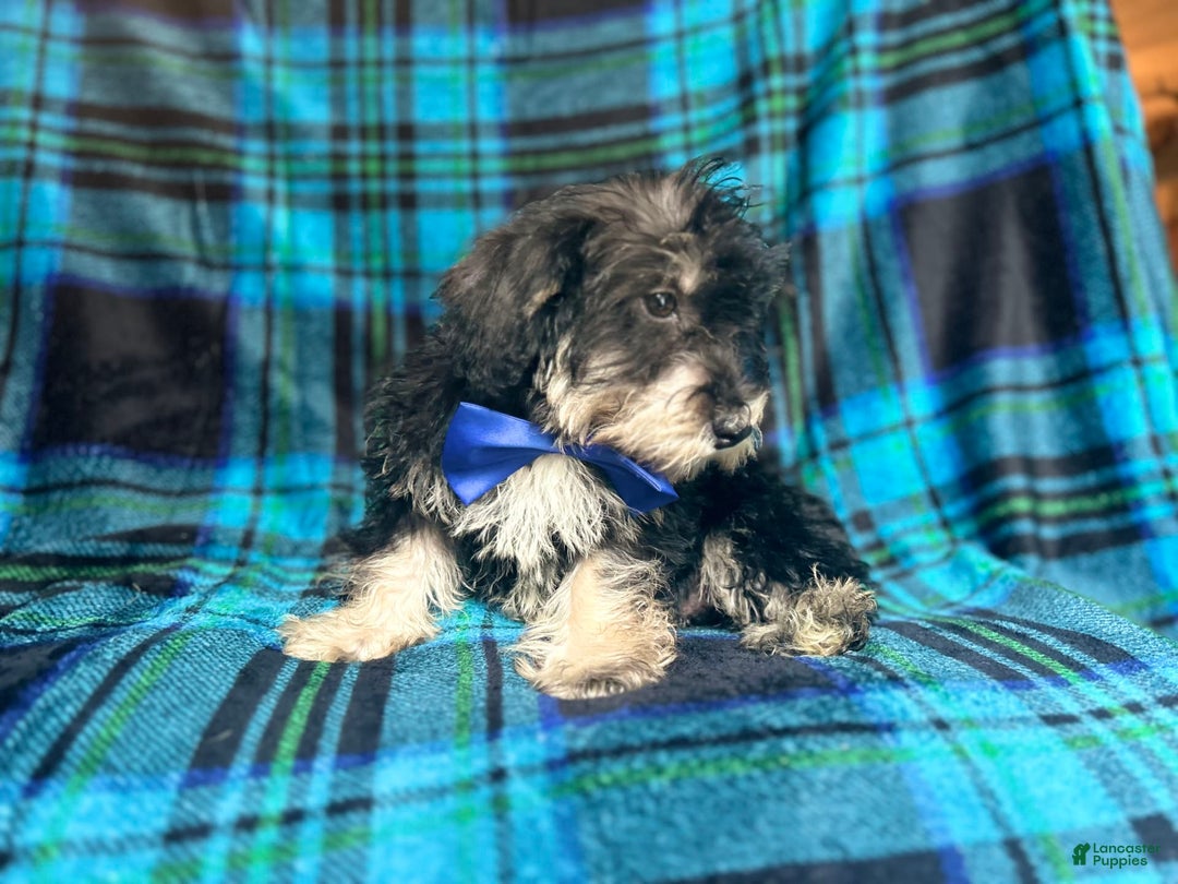 Miniature Schnauzer dogs for sale: Yota - Image 6