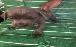 Cane Corso dogs for sale: Grey - Image 1