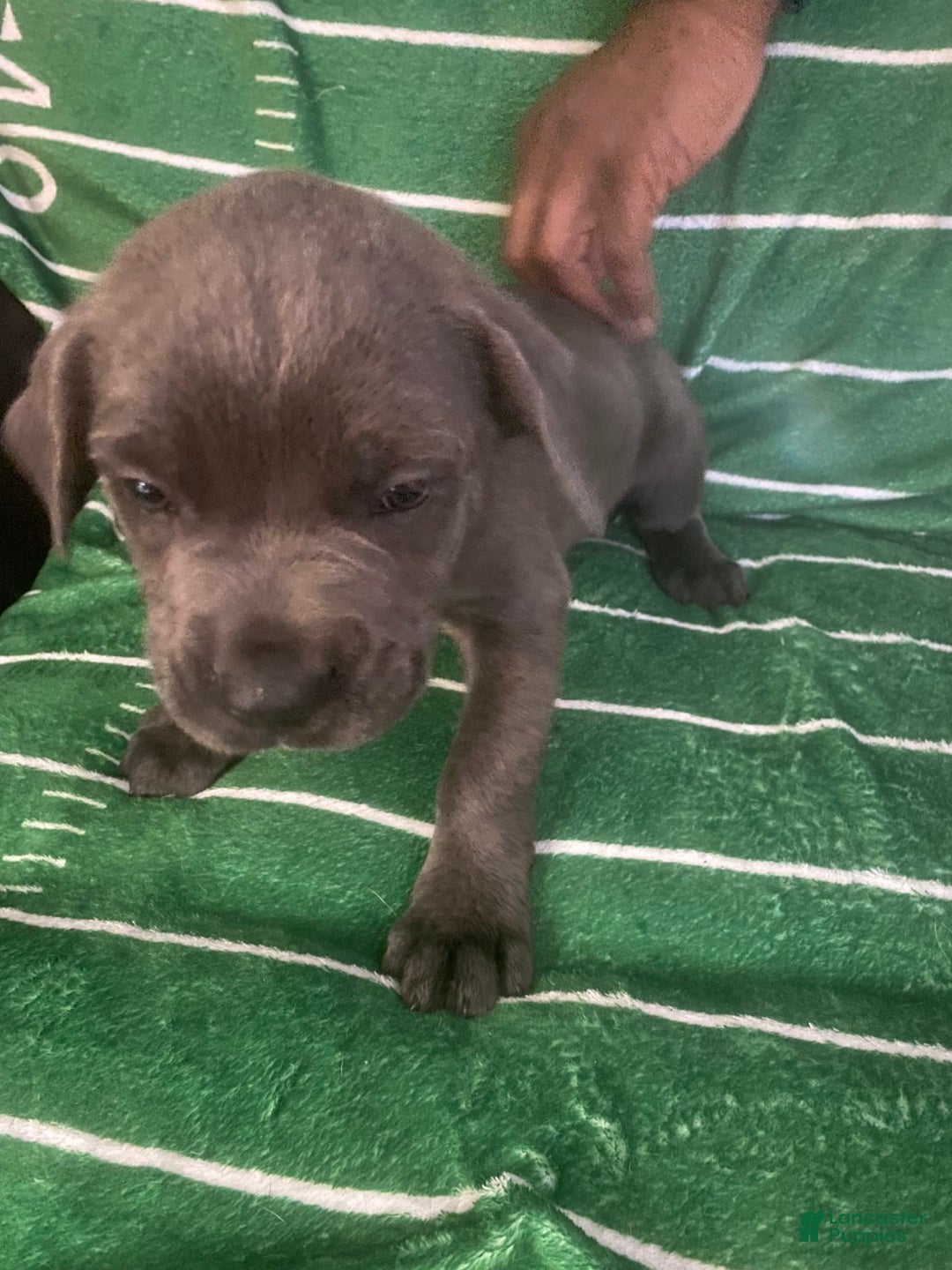 Cane Corso dogs for sale: Grey - Image 1