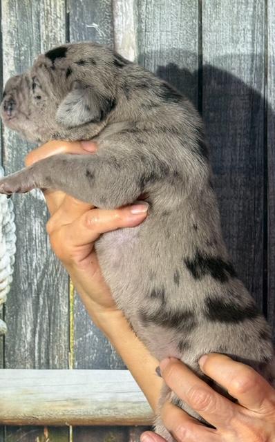 Great Dane dogs for sale: Kevin - Black Merle - Image 1