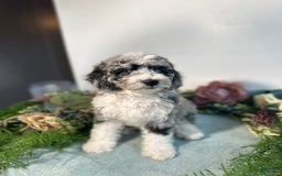 Mini Bernedoodle dogs for sale: Jewel - Image 4