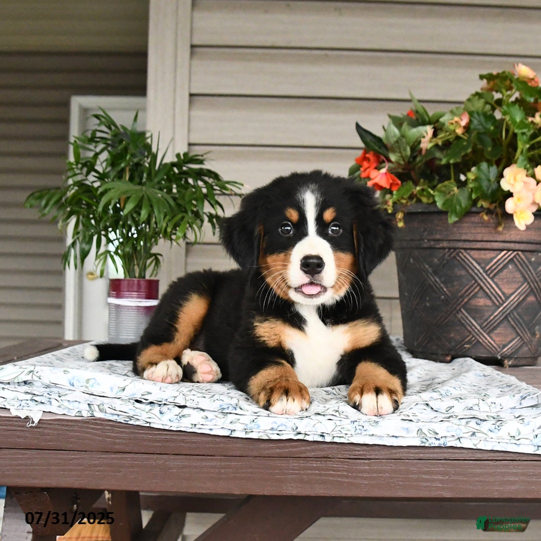 Bernese Mountain Dog dogs for sale: Blossom - Image 6