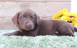 Labrador Retriever dogs for sale: Dixie - Image 6