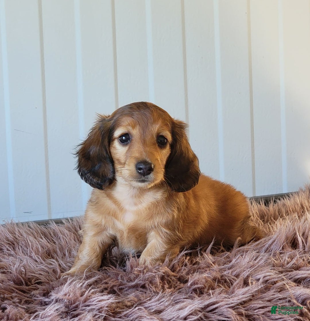 Miniature Dachshund dogs for sale: Ruthie - Image 6