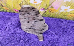 Mini Bernedoodle dogs for sale: Laker - Image 2