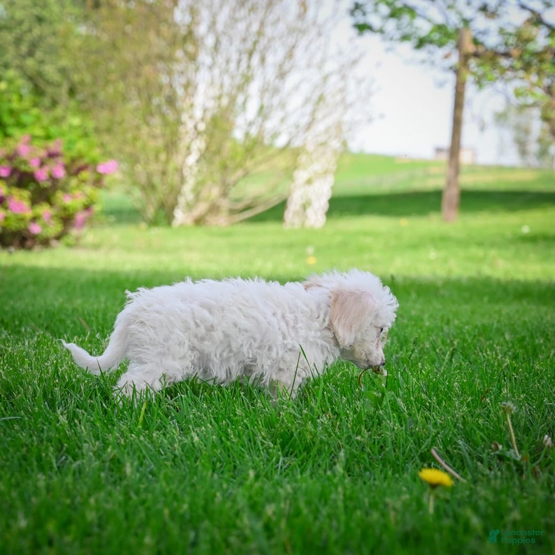 Bichpoo dogs for sale: Betty - Image 5