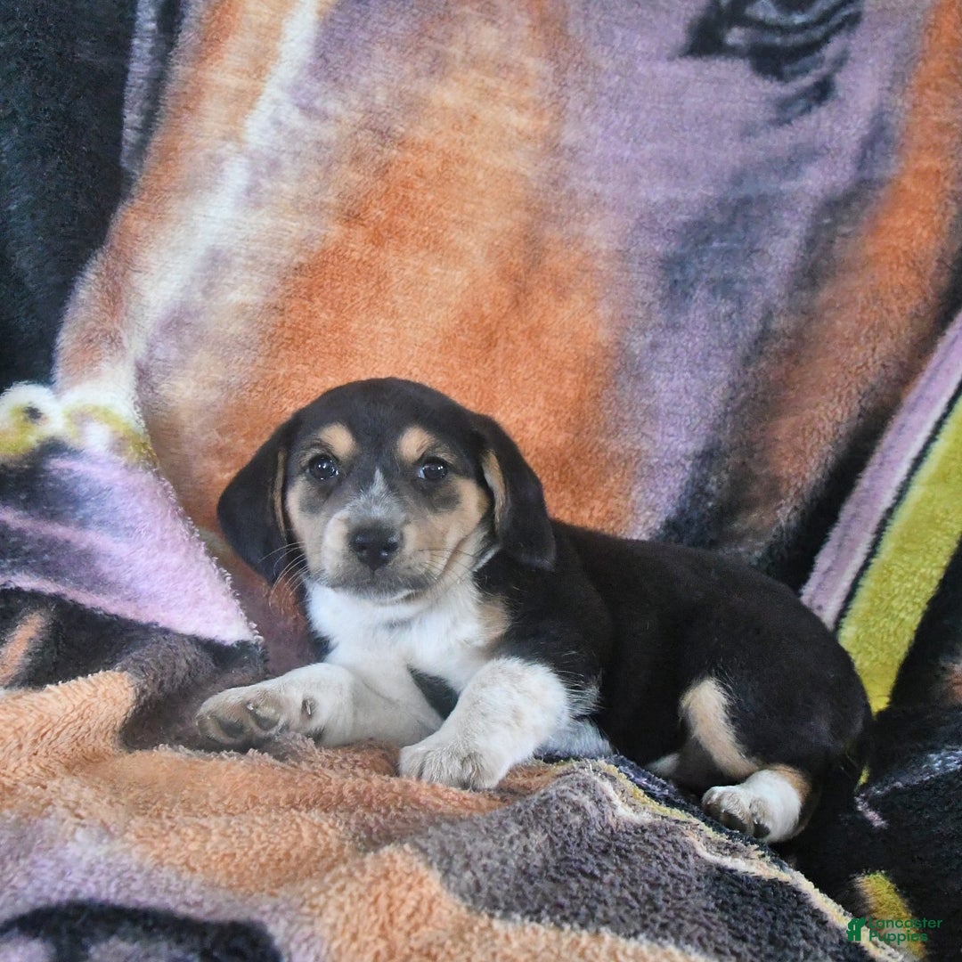 Australian Shepherd dogs for sale: Bella - Image 7