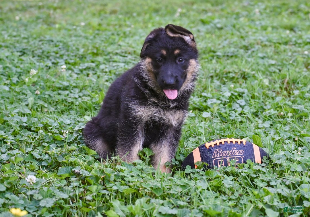 German Shepherd dogs for sale: German Shepherd 3 puppies - Image 2
