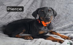 Doberman Pinscher dogs for sale: Pierce - Image 1
