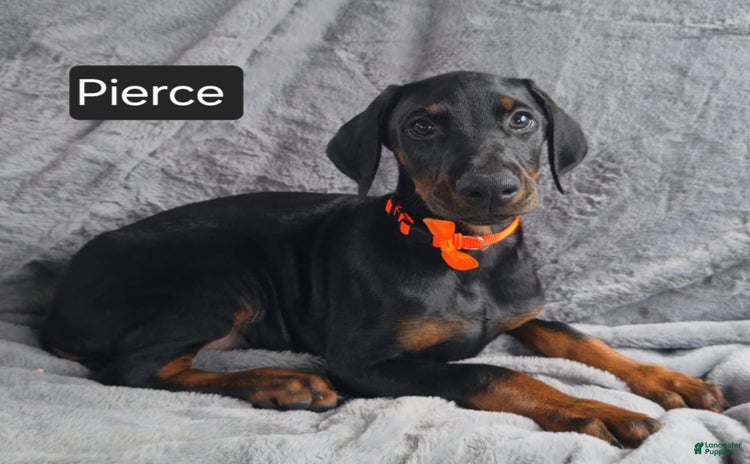 Doberman Pinscher dogs for sale - Ad 4