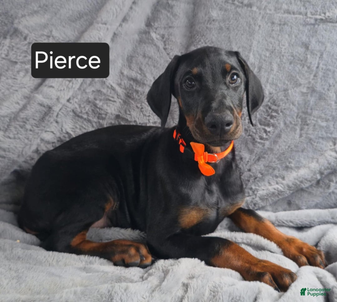 Doberman Pinscher dogs for sale: Pierce - Image 1