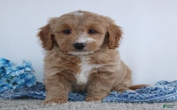  dogs for sale: Mini Goldendoodle 4 puppies - Image 6
