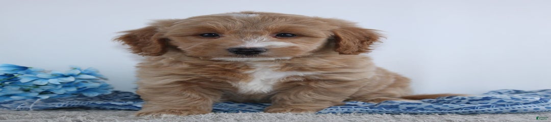 Skipper