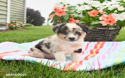 Welsh Corgi Pembroke dogs for sale: Tonto - Image 1