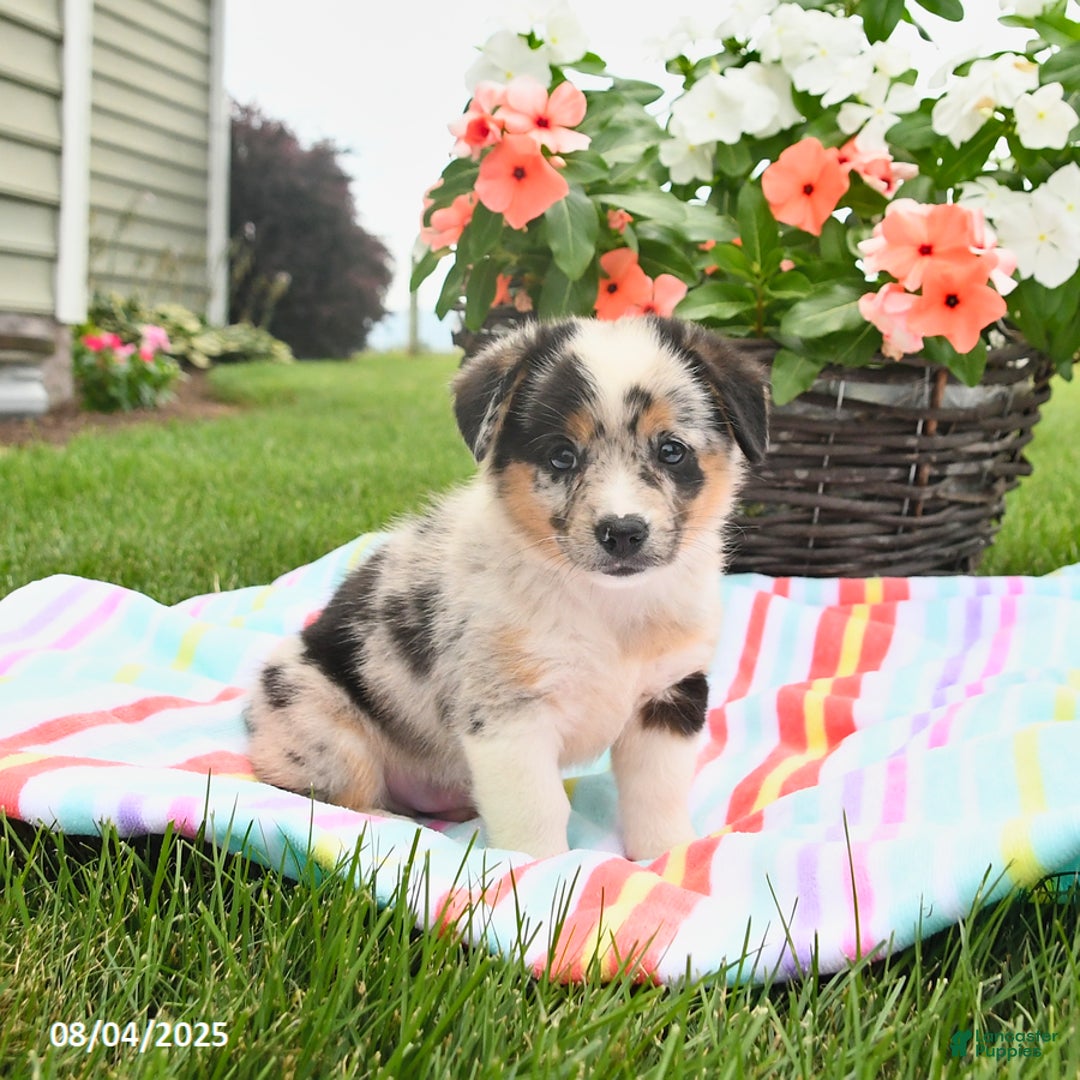 Welsh Corgi Pembroke dogs for sale: Tonto - Image 1