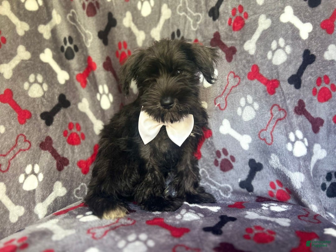 Miniature Schnauzer dogs for sale: Rover - Image 3