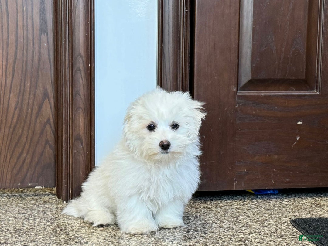 Coton De Tulear dogs for sale: Coton Male 1 - Image 6