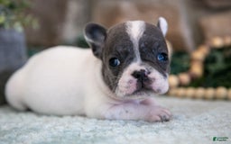 French Bulldog dogs for sale: Angie - Image 3