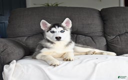 Siberian Husky dogs for sale: Jemma - Image 9