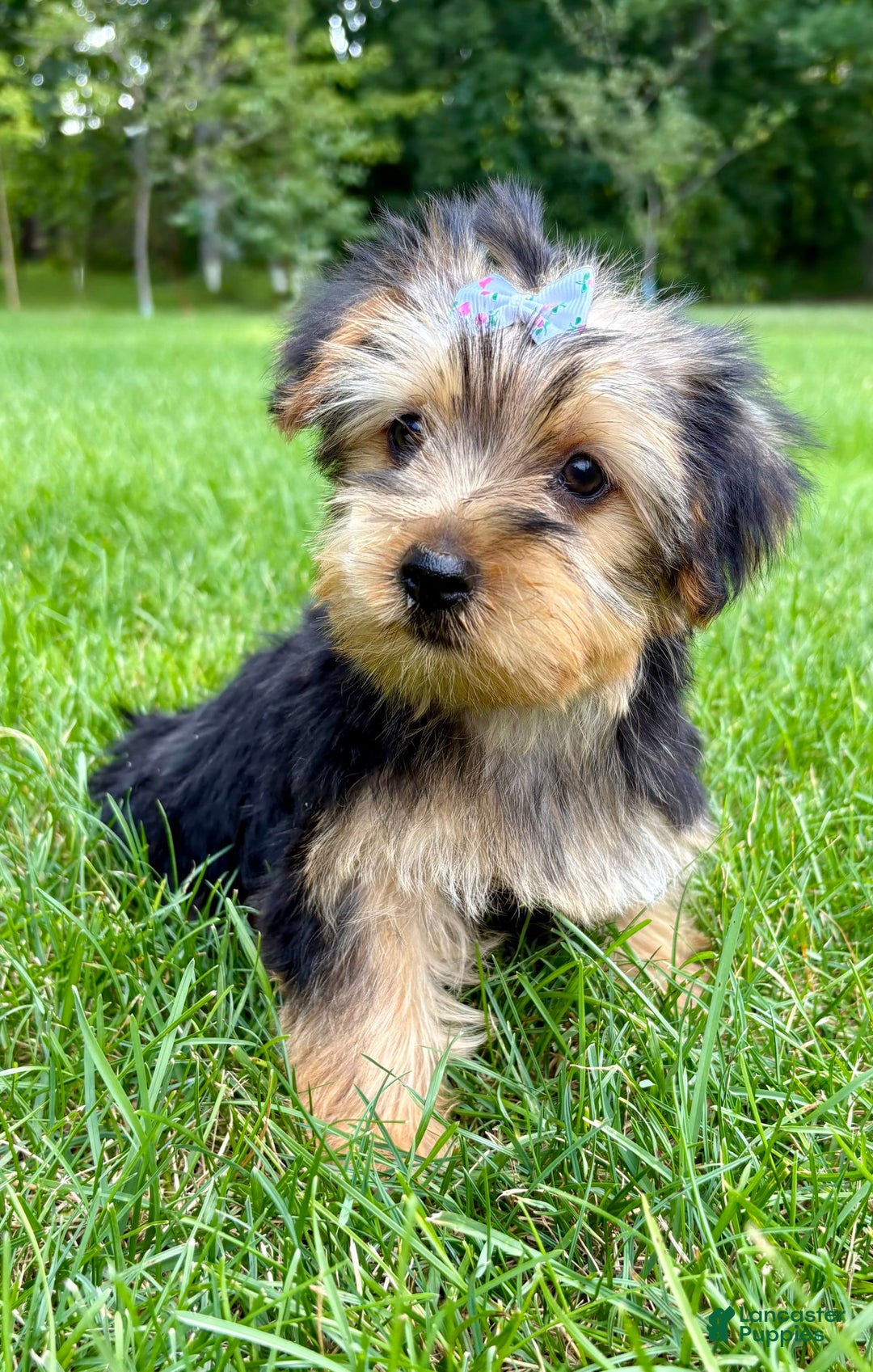 Yorkshire Terrier dogs for sale: Gina - Image 1