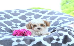 Toy Poodle dogs for sale: Karter - Image 3
