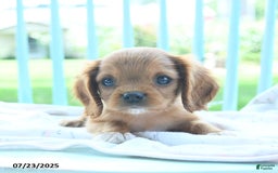 Cavalier King Charles Spaniel dogs for sale: Wolly - Image 3