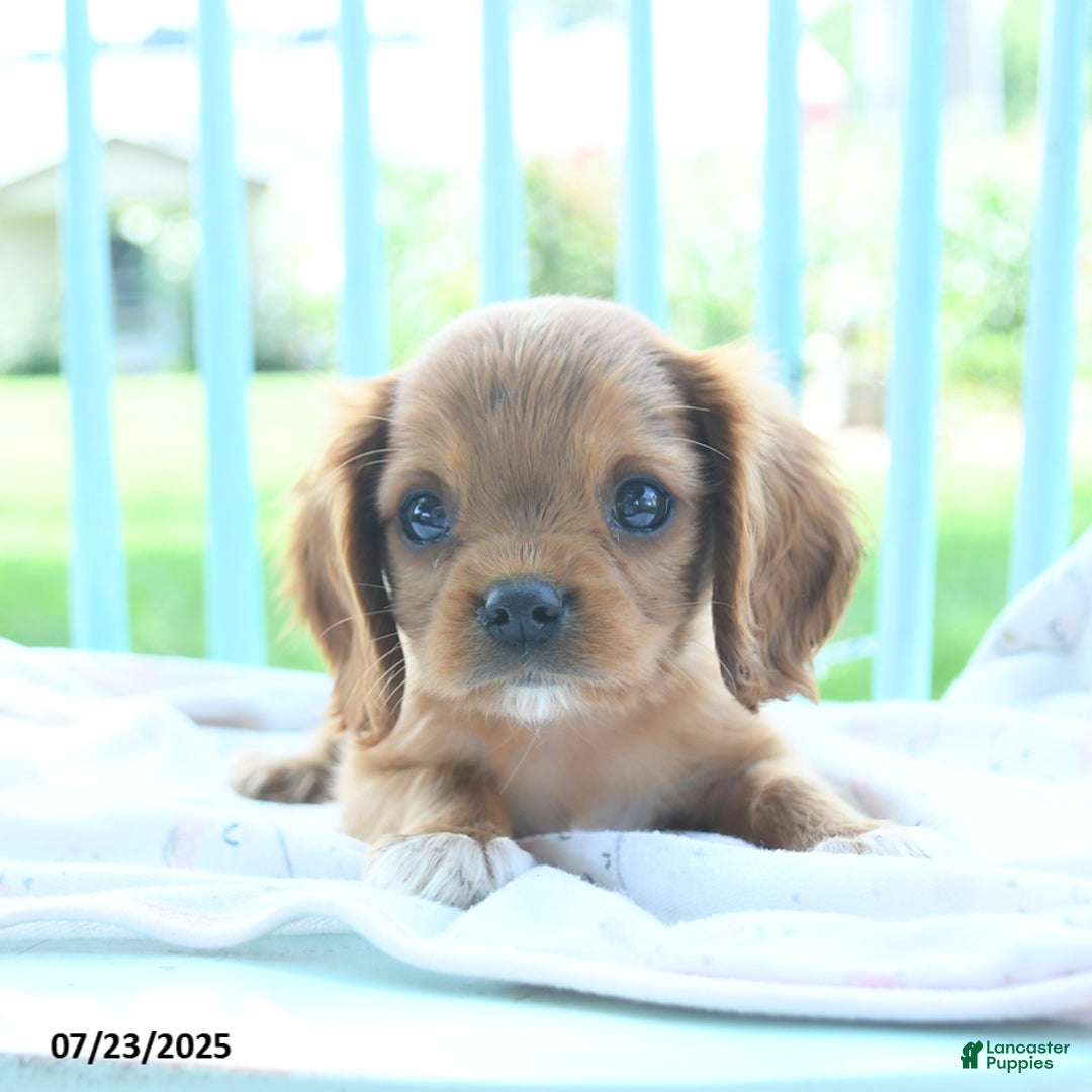 Cavalier King Charles Spaniel dogs for sale: Wolly - Image 3