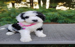 Bernedoodle dogs for sale: Taya - Image 1
