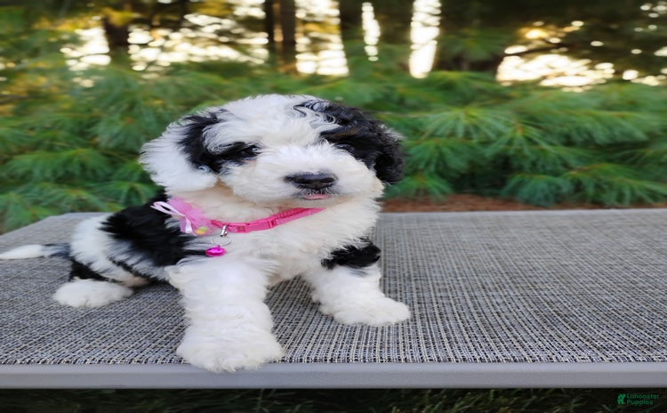 Bernedoodle dogs for sale - Ad 1