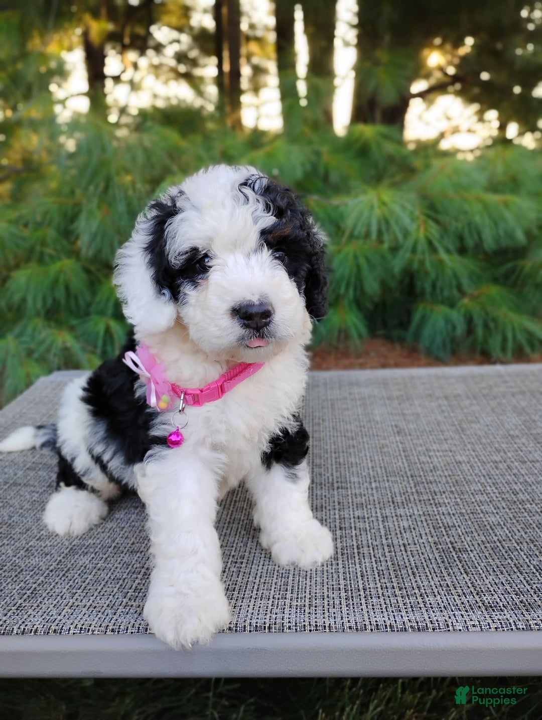 Bernedoodle dogs for sale: Taya - Image 1