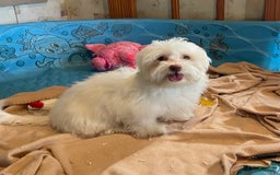Havanese dogs for sale: Helen - Image 13