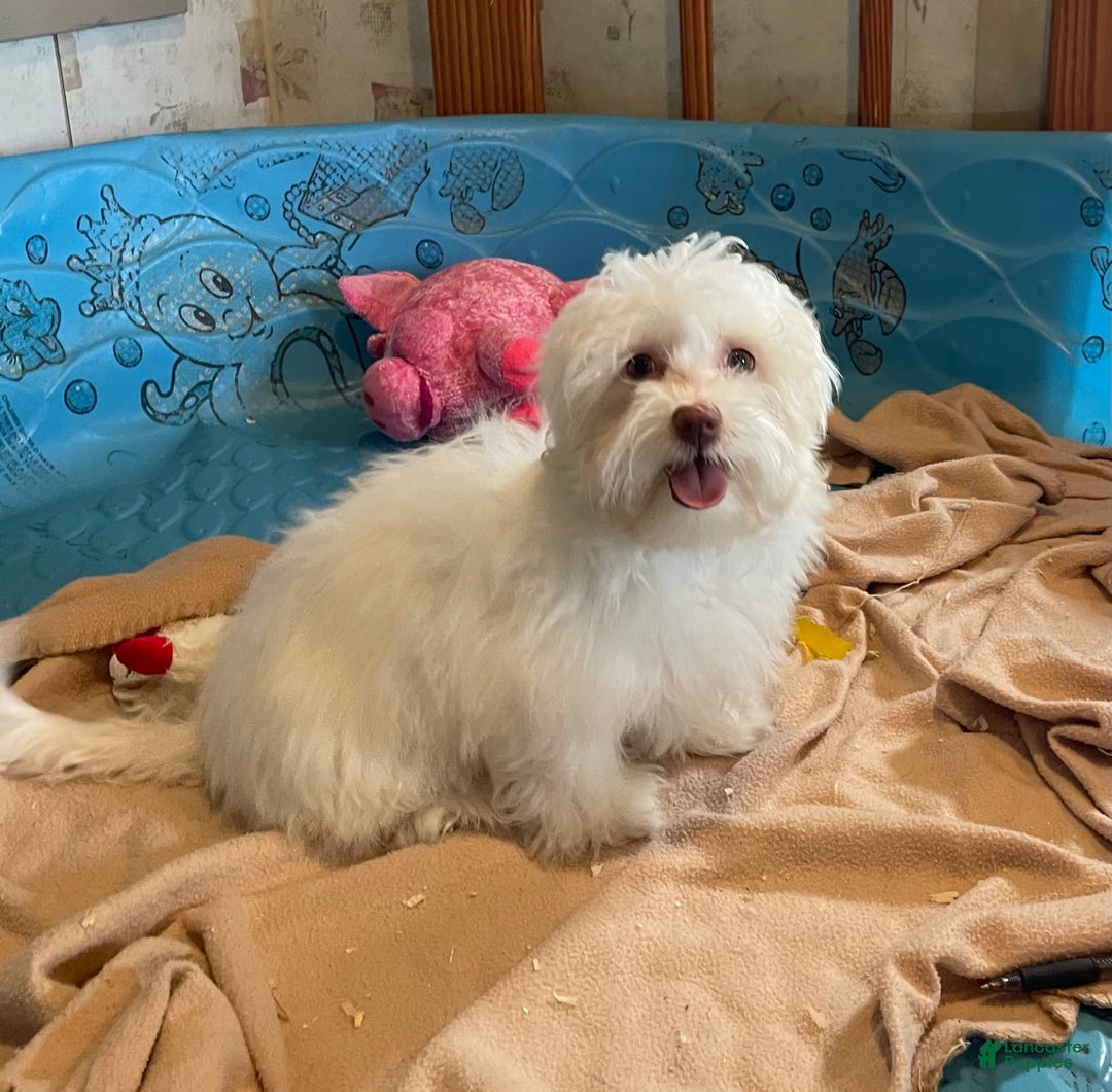 Havanese dogs for sale: Helen - Image 13