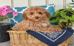 Miniature Poodle dogs for sale: Miniature Poodle 7 puppies - Image 2