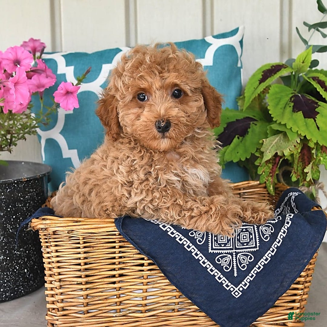 Miniature Poodle dogs for sale: Miniature Poodle 7 puppies - Image 2