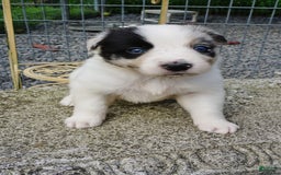 Border Collie dogs for sale: Riley - Image 3