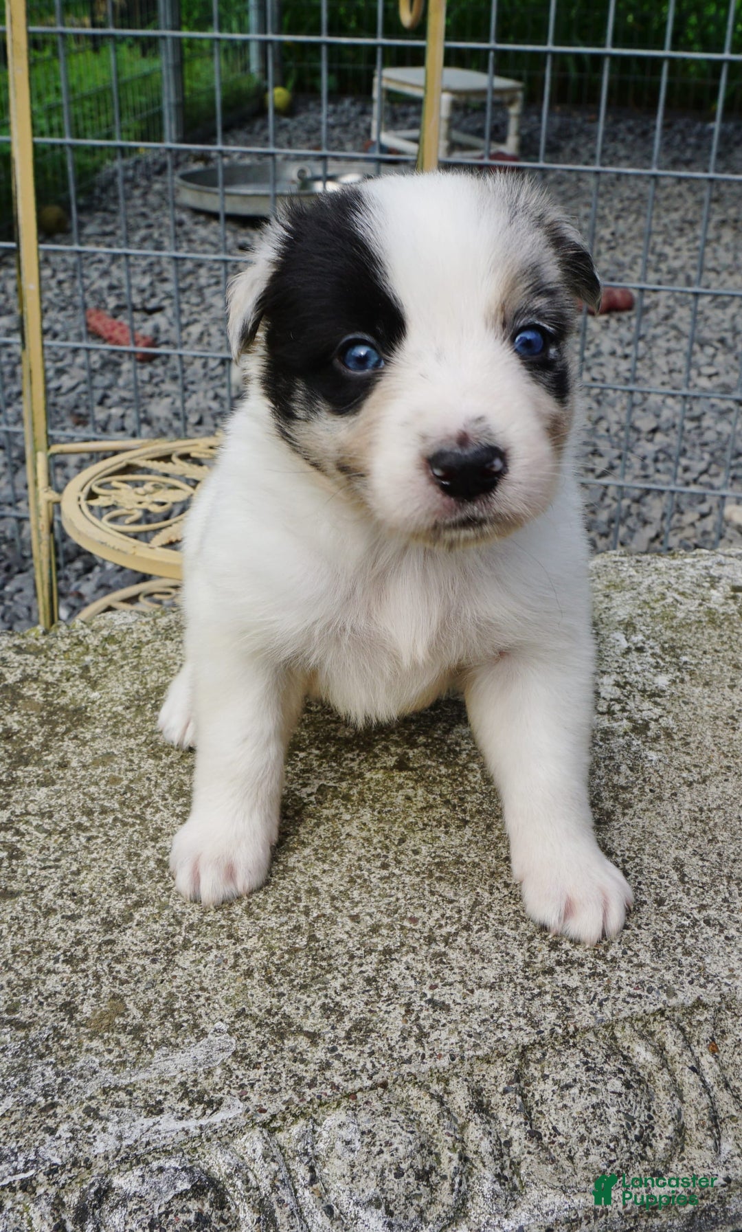 Border Collie dogs for sale: Riley - Image 3