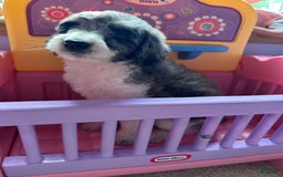 Aussiedoodle dogs for sale: Ivy - Image 2