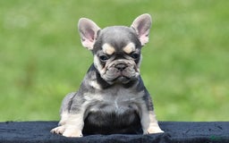 French Bulldog dogs for sale: Tria - Image 2
