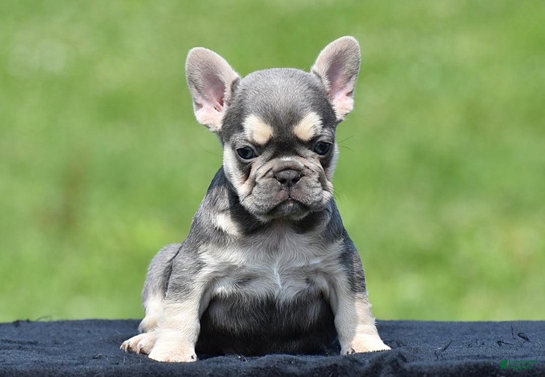 French Bulldog dogs for sale: Tria - Image 2