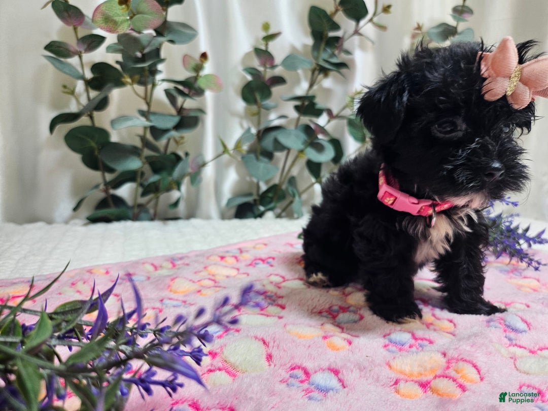 Morkie dogs for sale: Princess - Image 5