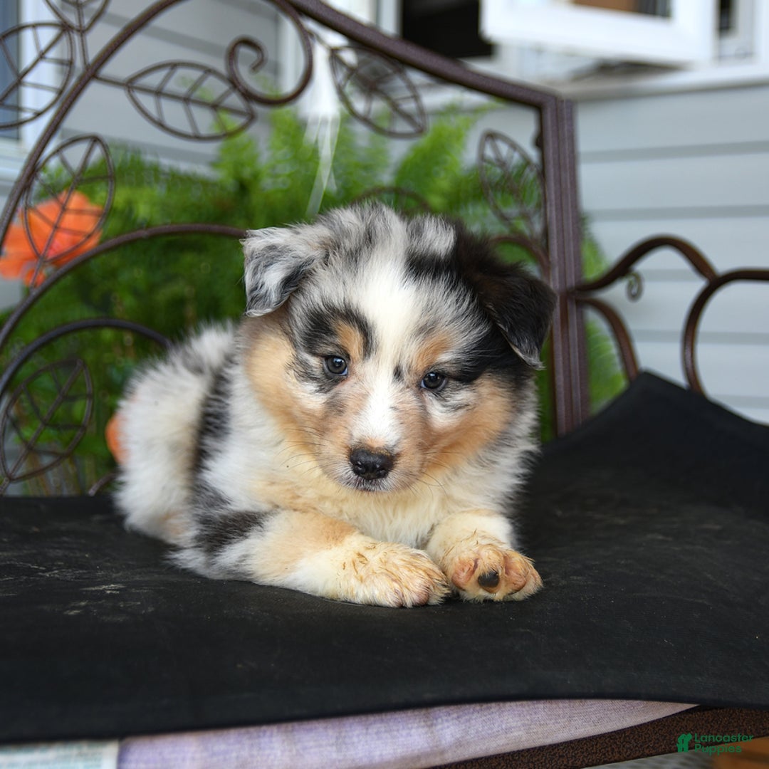 Australian Shepherd dogs for sale: Lars - Image 4