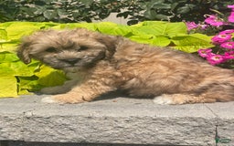 Lhasapoo dogs for sale: Jasper - Image 7