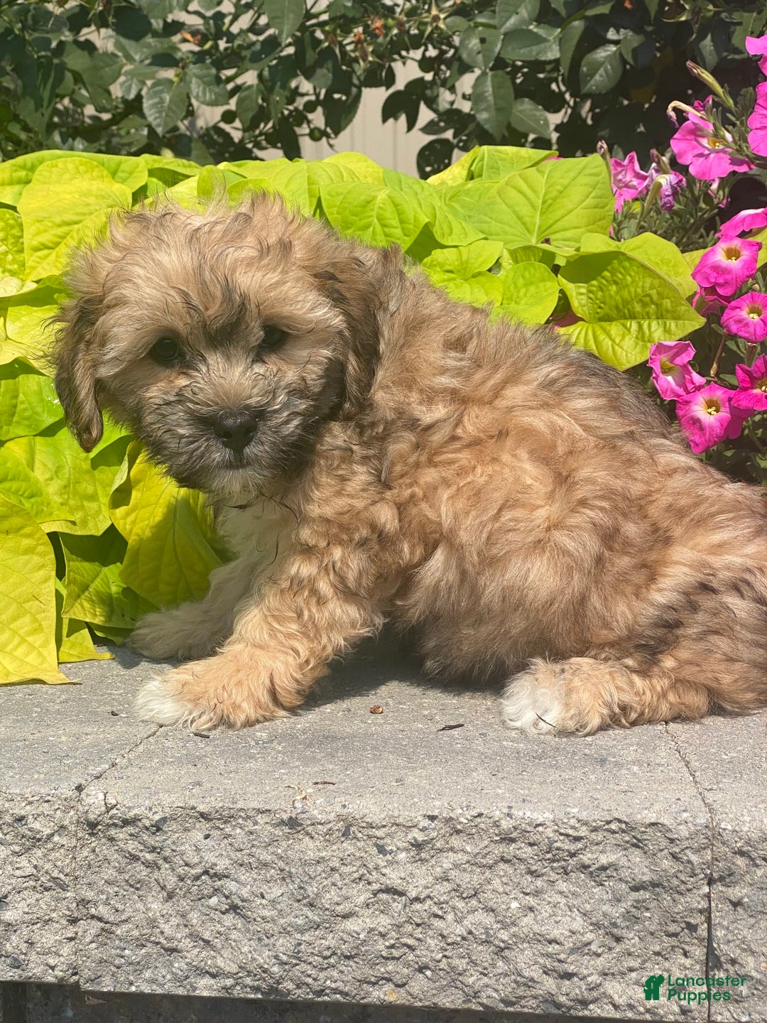 Lhasapoo dogs for sale: Jasper - Image 7