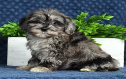 Havapoo dogs for sale: Wendy - Image 17