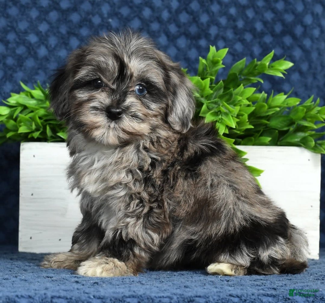Havapoo dogs for sale: Wendy - Image 17