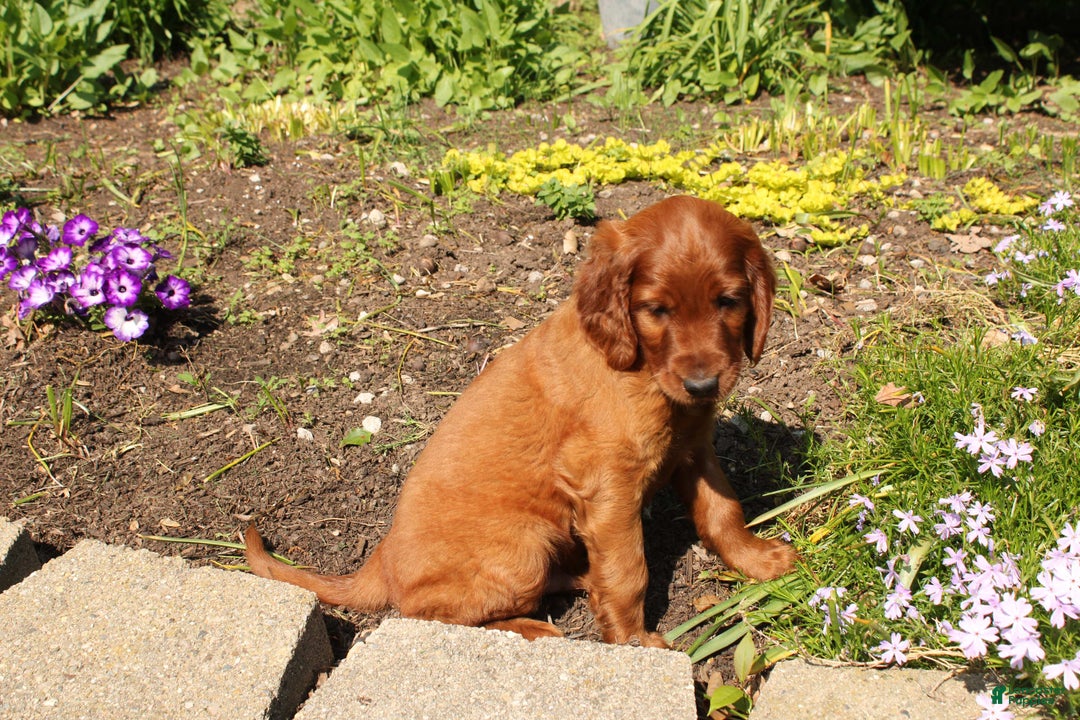 Irish Setter dogs for sale: Darwin - Image 1