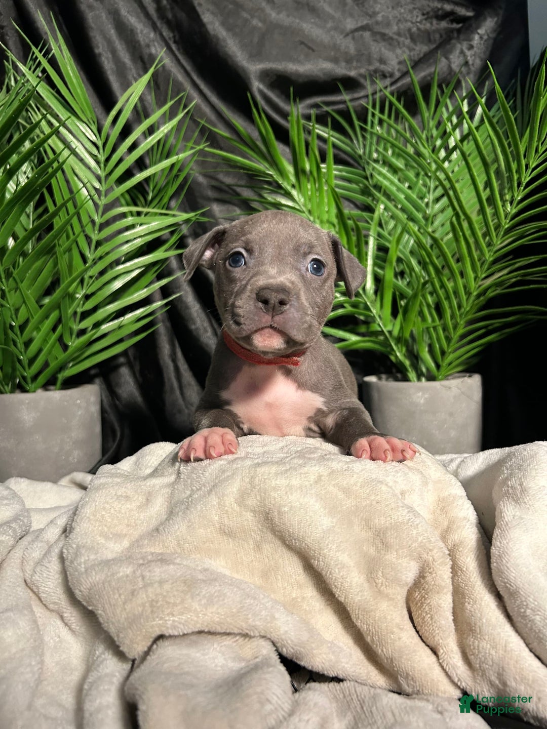 American Bully dogs for sale: Lady Bug - Image 7