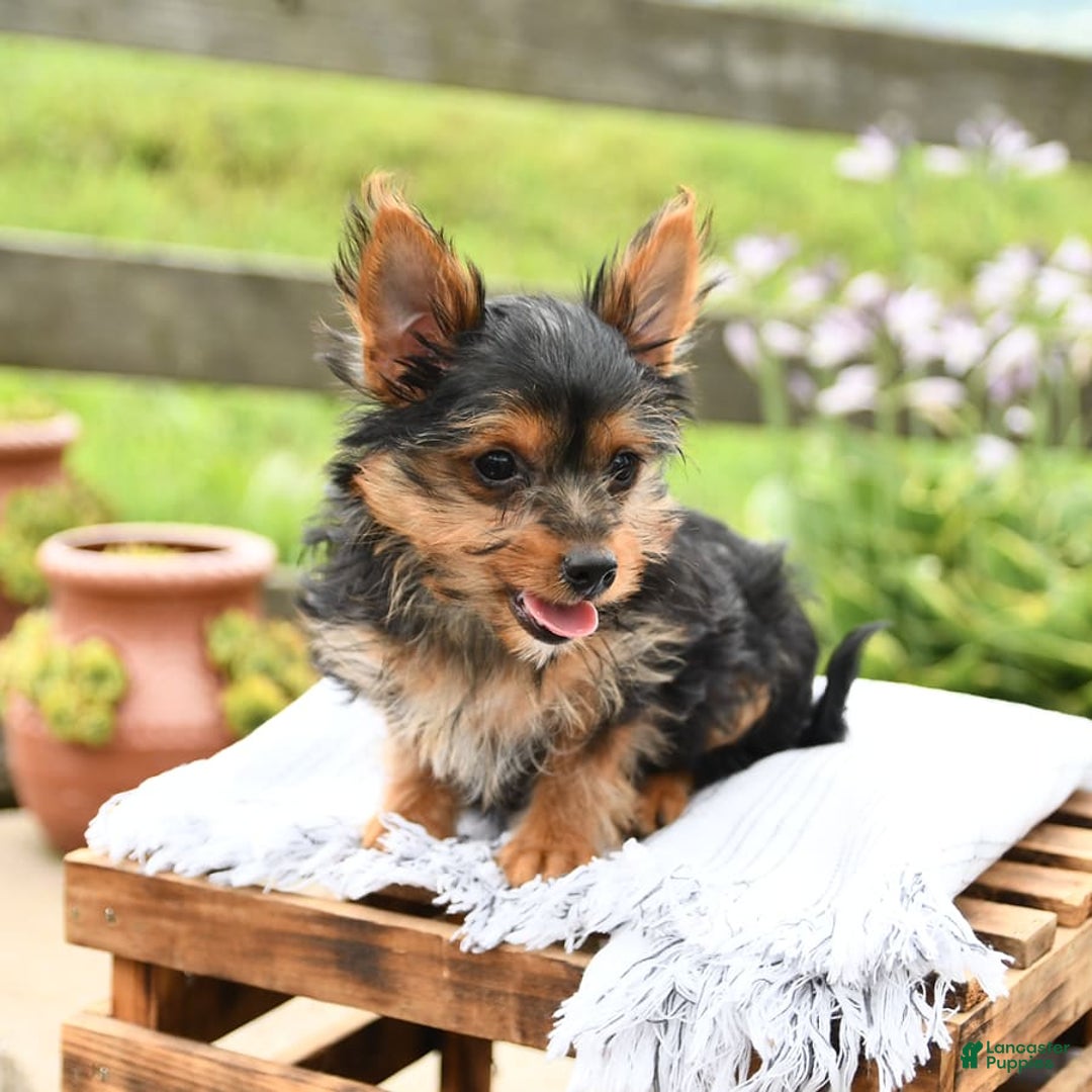 Yorkshire Terrier dogs for sale: Chelsea - Image 8
