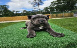 Cane Corso dogs for sale: Mila - Image 10